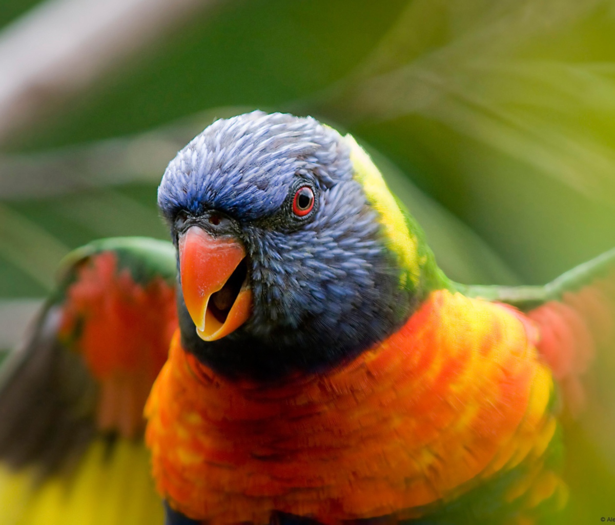 Screenshot №1 pro téma Rainbow Lorikeet Parrot 1200x1024