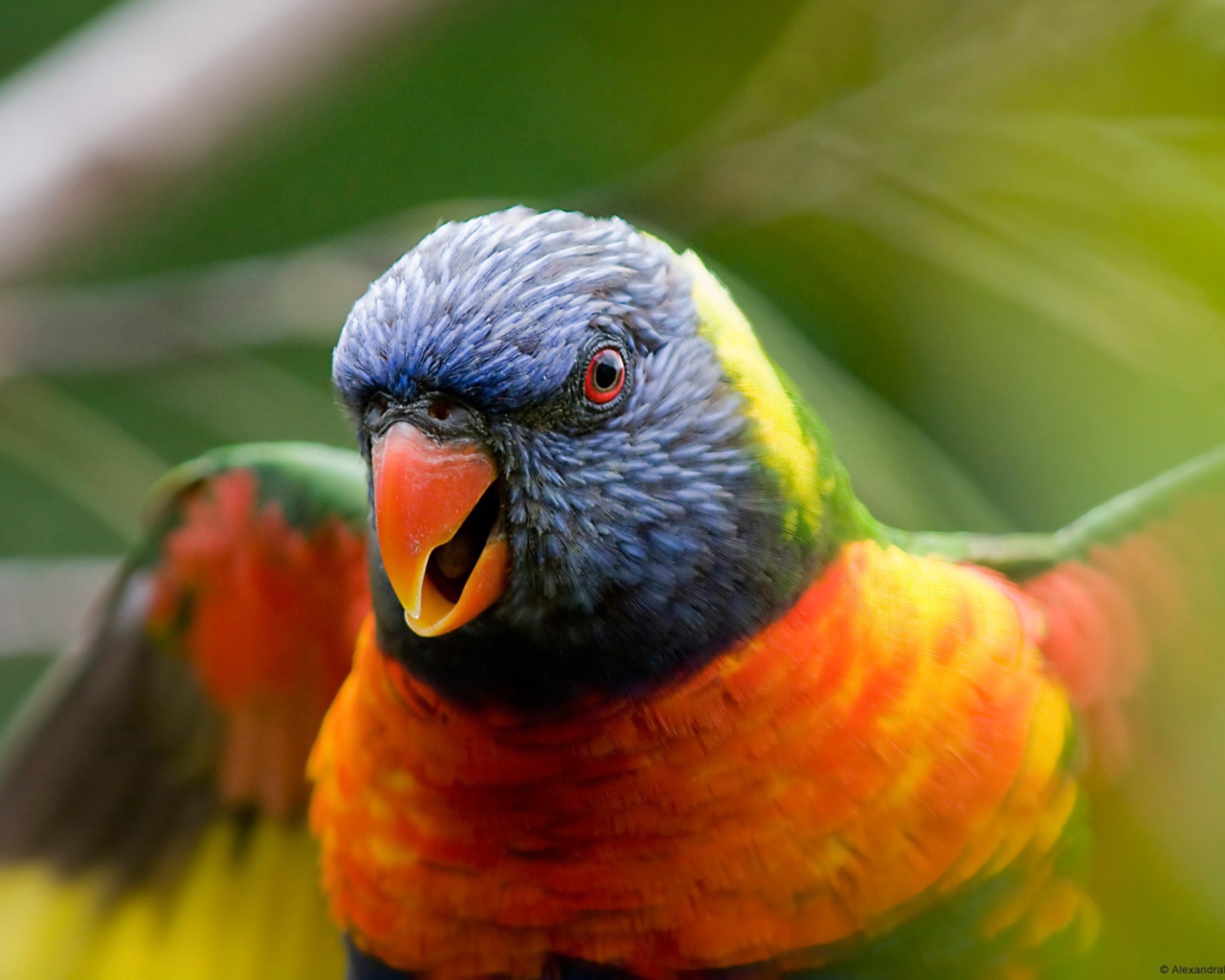 Rainbow Lorikeet Parrot wallpaper 1280x1024