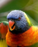 Rainbow Lorikeet Parrot screenshot #1 128x160