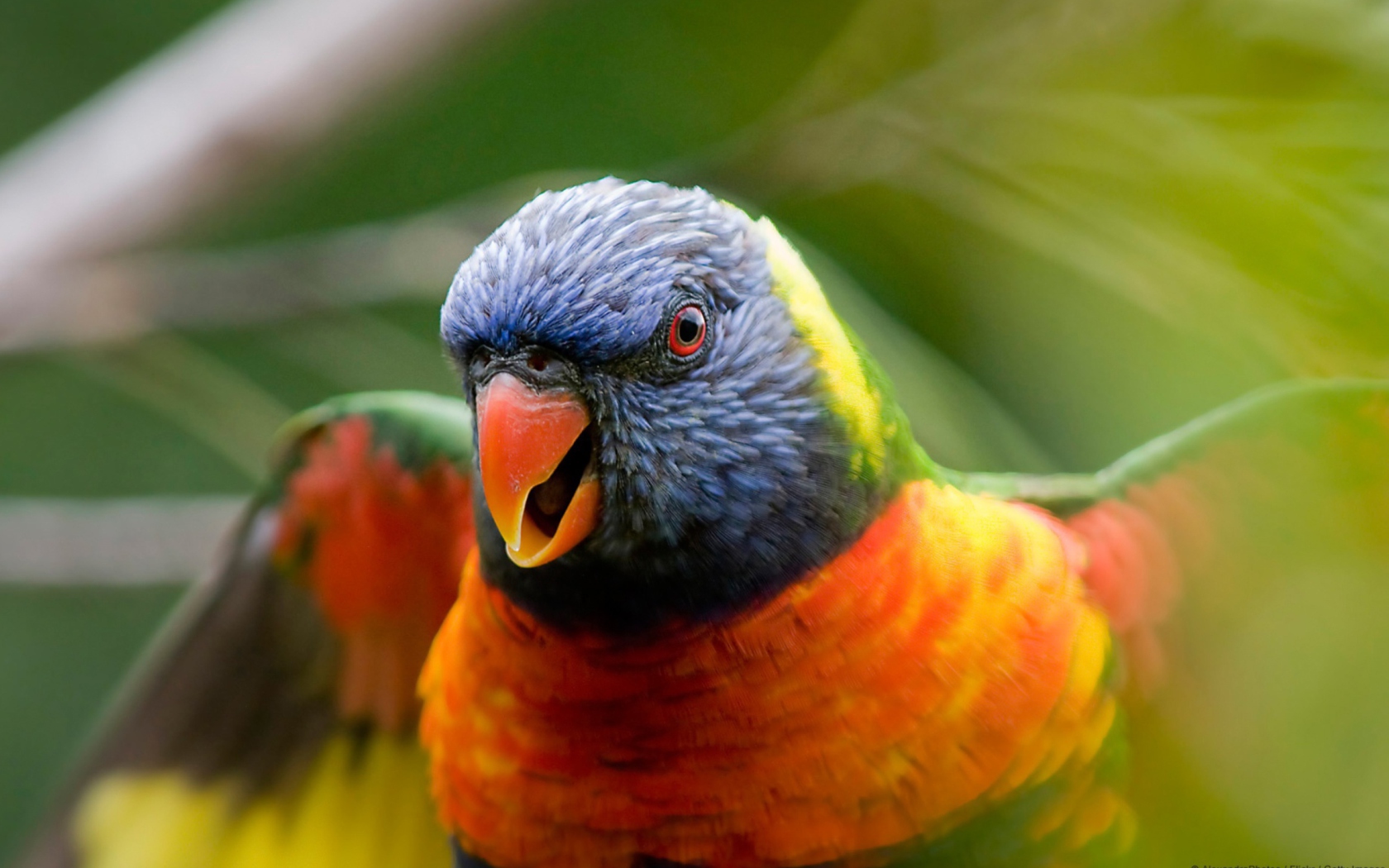 Sfondi Rainbow Lorikeet Parrot 1680x1050