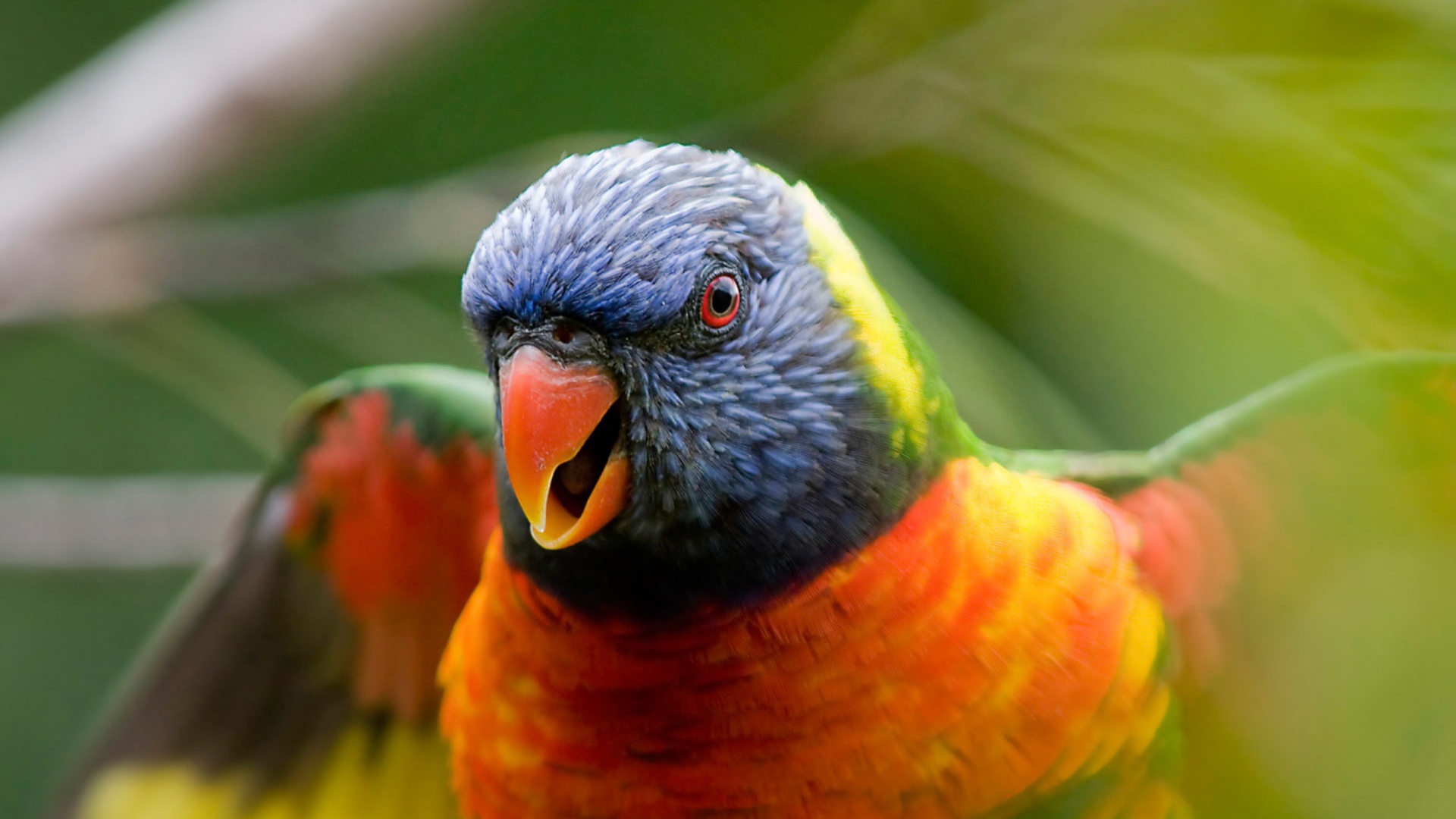 Rainbow Lorikeet Parrot wallpaper 1920x1080