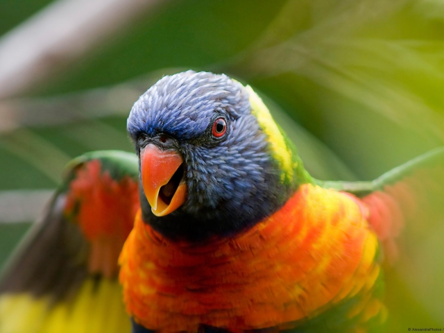 Fondo de pantalla Rainbow Lorikeet Parrot 640x480