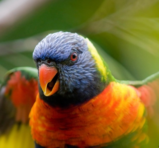 Kostenloses Rainbow Lorikeet Parrot Wallpaper für iPad mini 2