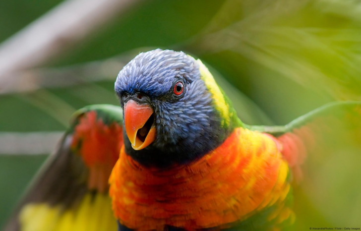 Fondo de pantalla Rainbow Lorikeet Parrot