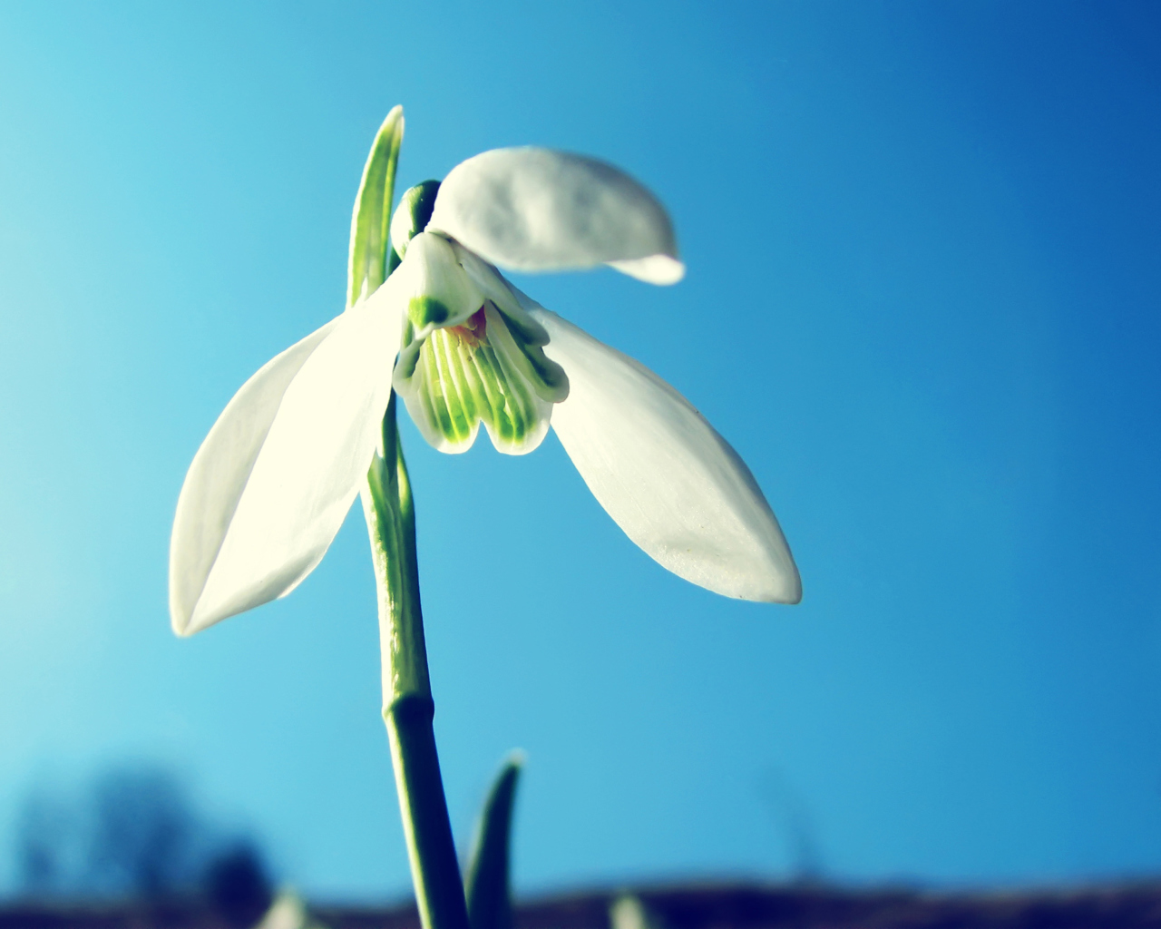 White Flower In Sky wallpaper 1280x1024