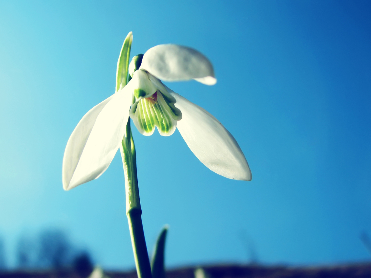 Обои White Flower In Sky 1280x960