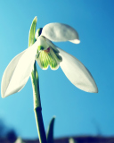 Sfondi White Flower In Sky 128x160