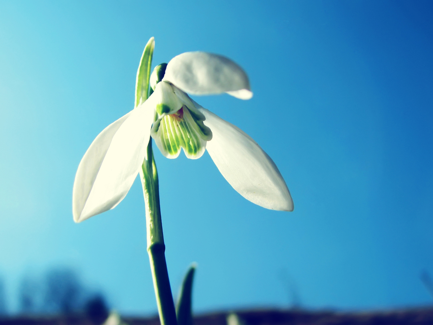 Sfondi White Flower In Sky 1400x1050