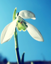 Sfondi White Flower In Sky 176x220
