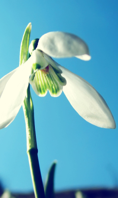 Das White Flower In Sky Wallpaper 240x400