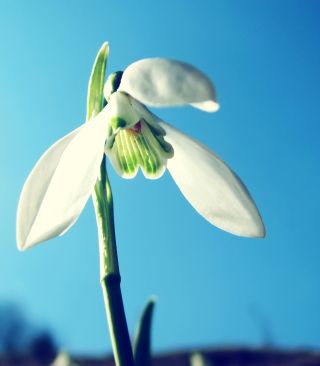White Flower In Sky - Obrázkek zdarma pro iPhone 5C