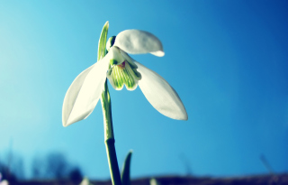 White Flower In Sky - Obrázkek zdarma pro 220x176