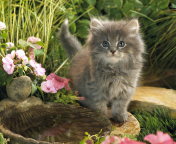 Fondo de pantalla Cat In Garden 176x144