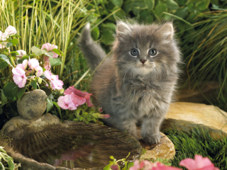 Das Cat In Garden Wallpaper 320x240