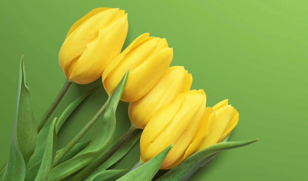 Fondo de pantalla Yellow Tulips 1024x600