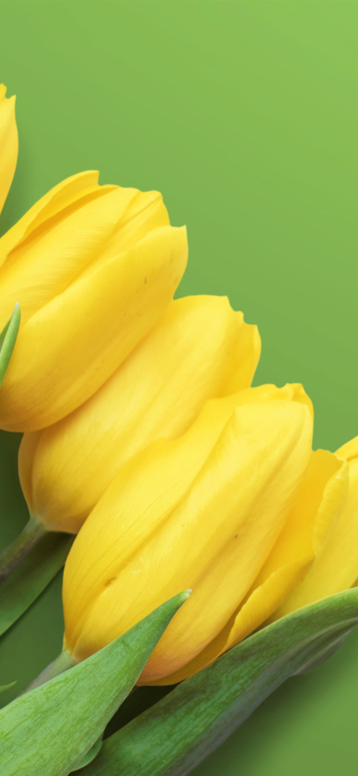 Yellow Tulips wallpaper 1170x2532