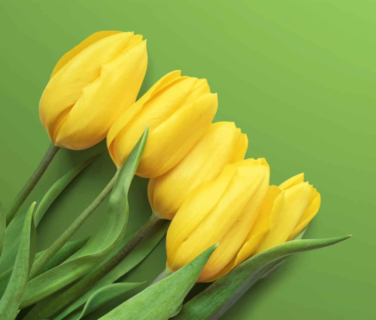 Обои Yellow Tulips 1200x1024