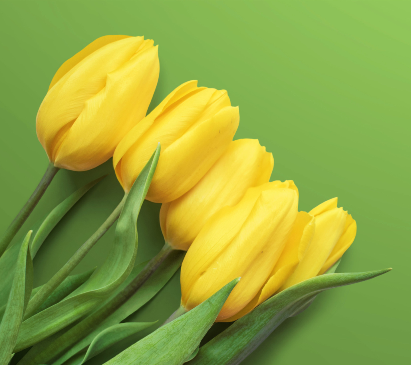 Обои Yellow Tulips 1440x1280