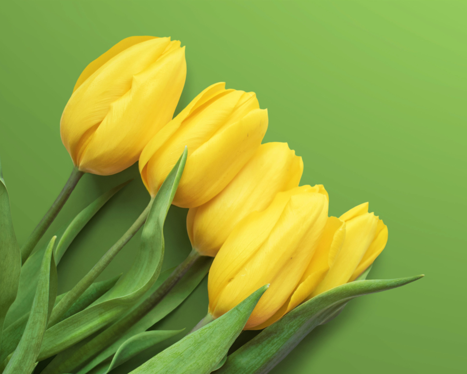 Fondo de pantalla Yellow Tulips 1600x1280