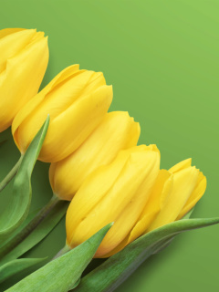 Yellow Tulips wallpaper 240x320