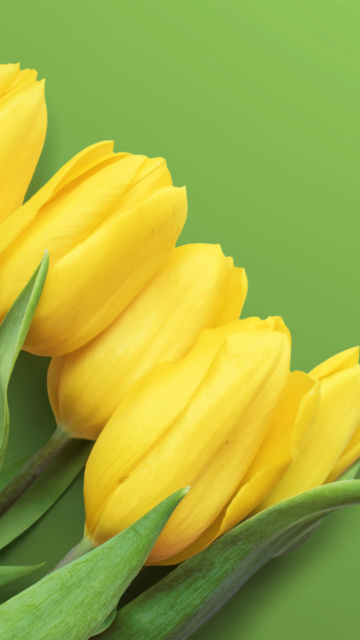 Yellow Tulips wallpaper 360x640