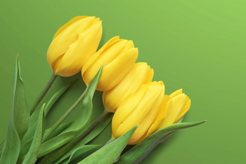 Yellow Tulips wallpaper 480x320