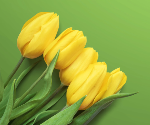 Yellow Tulips wallpaper 480x400