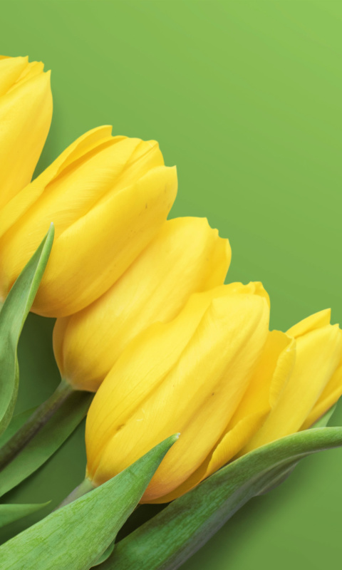 Обои Yellow Tulips 480x800