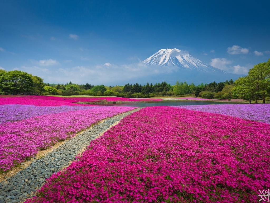 Das Japanese volcano in spring Wallpaper 1024x768