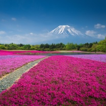 Das Japanese volcano in spring Wallpaper 208x208