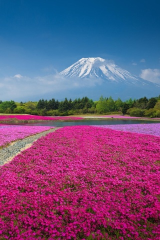 Обои Japanese volcano in spring 320x480