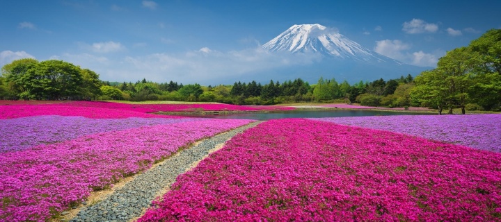 Das Japanese volcano in spring Wallpaper 720x320