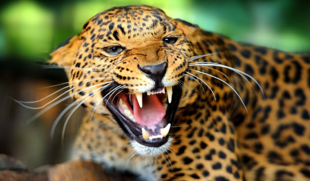 Обои Wild Leopard Showing Teeth 1024x600