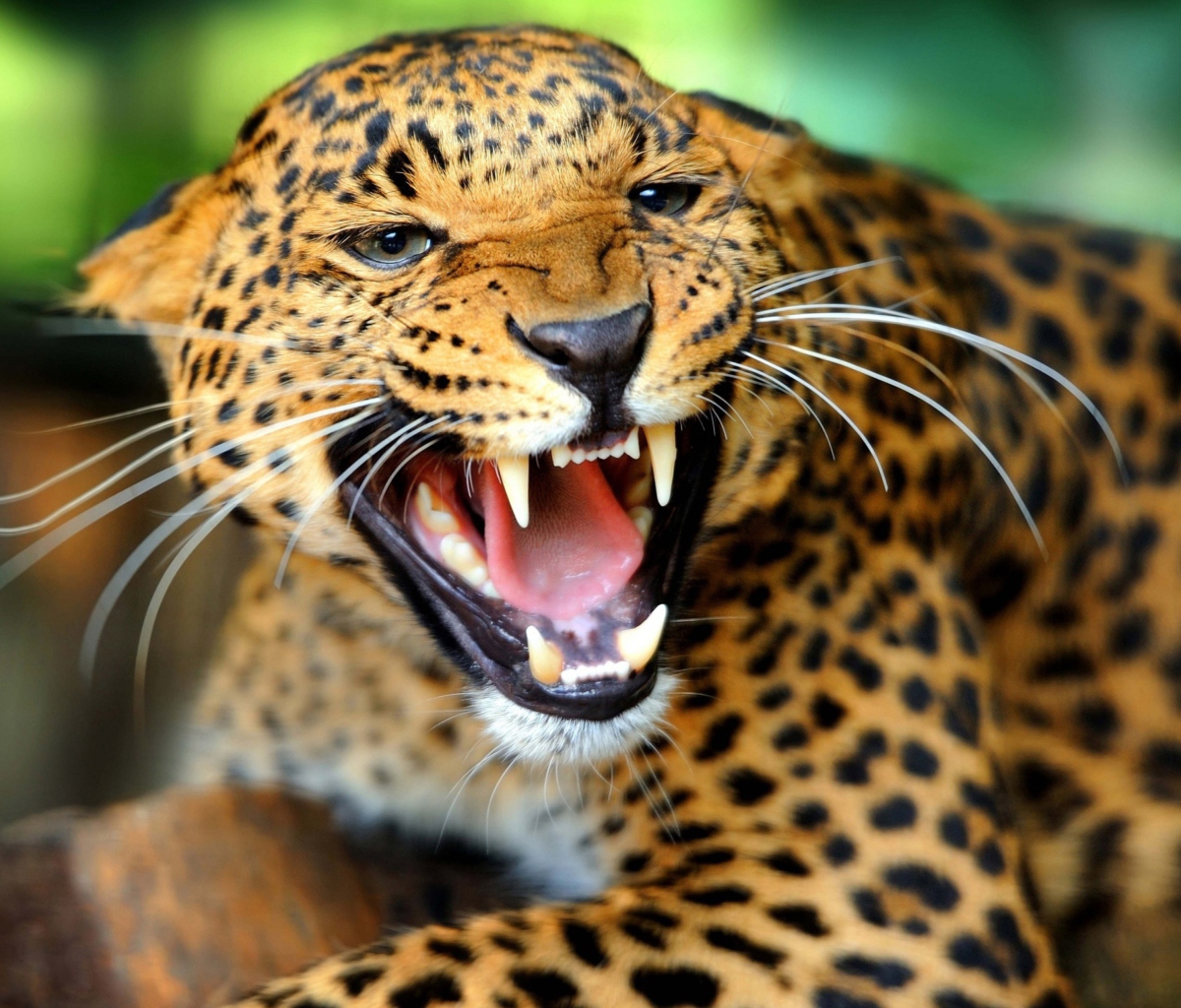 Screenshot №1 pro téma Wild Leopard Showing Teeth 1200x1024