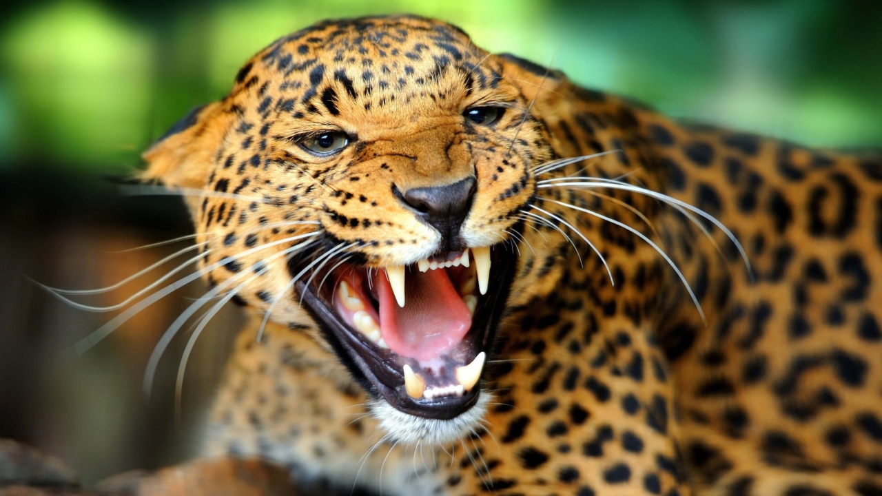 Fondo de pantalla Wild Leopard Showing Teeth 1280x720