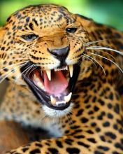 Обои Wild Leopard Showing Teeth 176x220