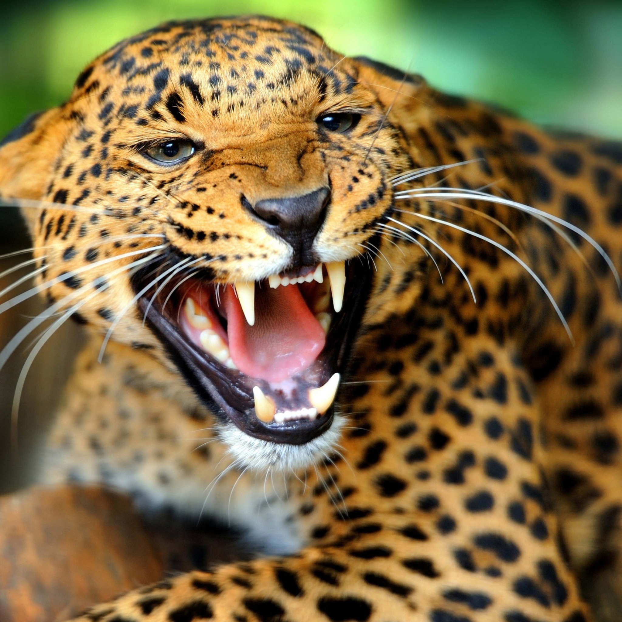 Обои Wild Leopard Showing Teeth 2048x2048