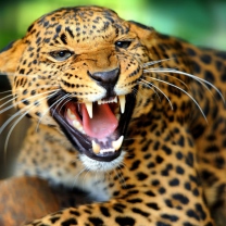 Wild Leopard Showing Teeth screenshot #1 208x208