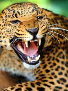 Wild Leopard Showing Teeth wallpaper 240x320