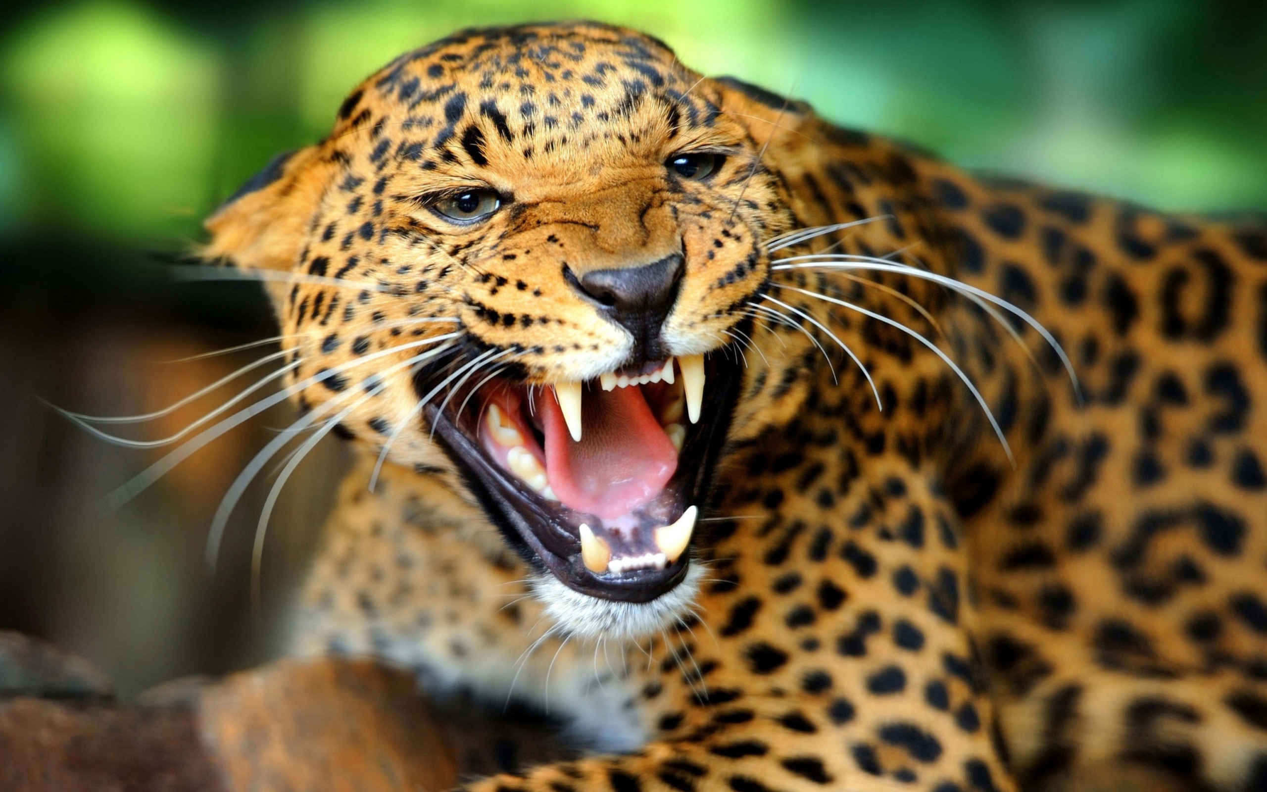 Fondo de pantalla Wild Leopard Showing Teeth 2560x1600