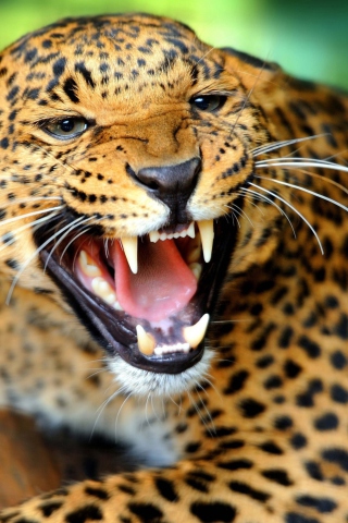 Fondo de pantalla Wild Leopard Showing Teeth 320x480