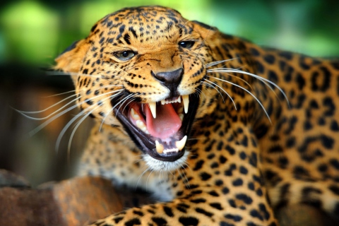 Обои Wild Leopard Showing Teeth 480x320