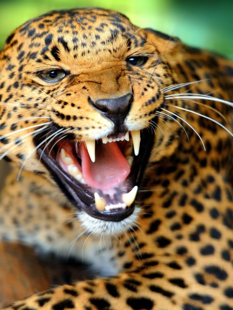 Wild Leopard Showing Teeth wallpaper 480x640