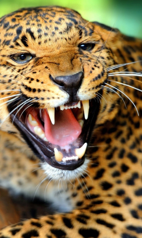 Das Wild Leopard Showing Teeth Wallpaper 480x800