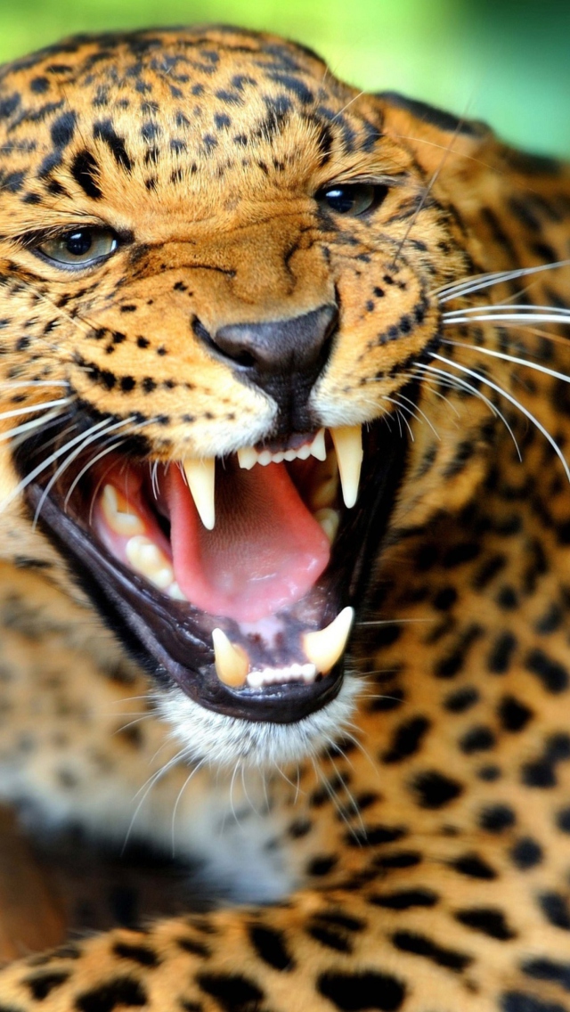 Wild Leopard Showing Teeth wallpaper 640x1136