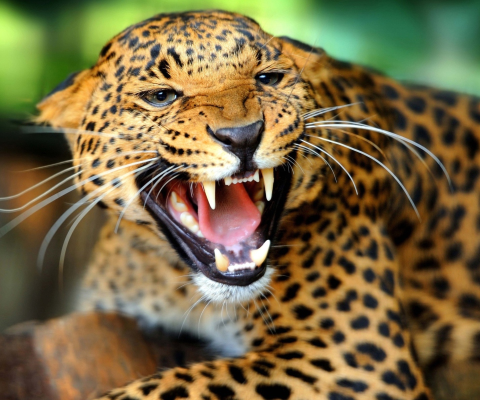 Das Wild Leopard Showing Teeth Wallpaper 960x800