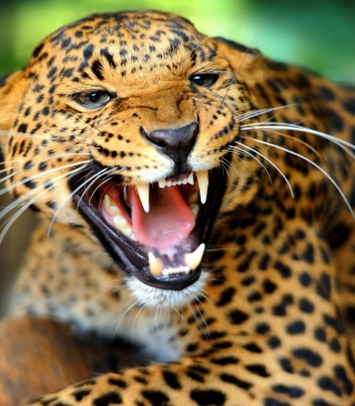 Wild Leopard Showing Teeth - Obrázkek zdarma pro iPhone SE