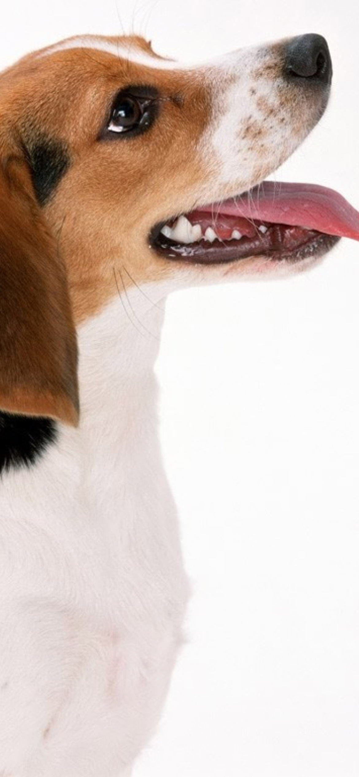 Das Artois Hound Dog Wallpaper 1170x2532
