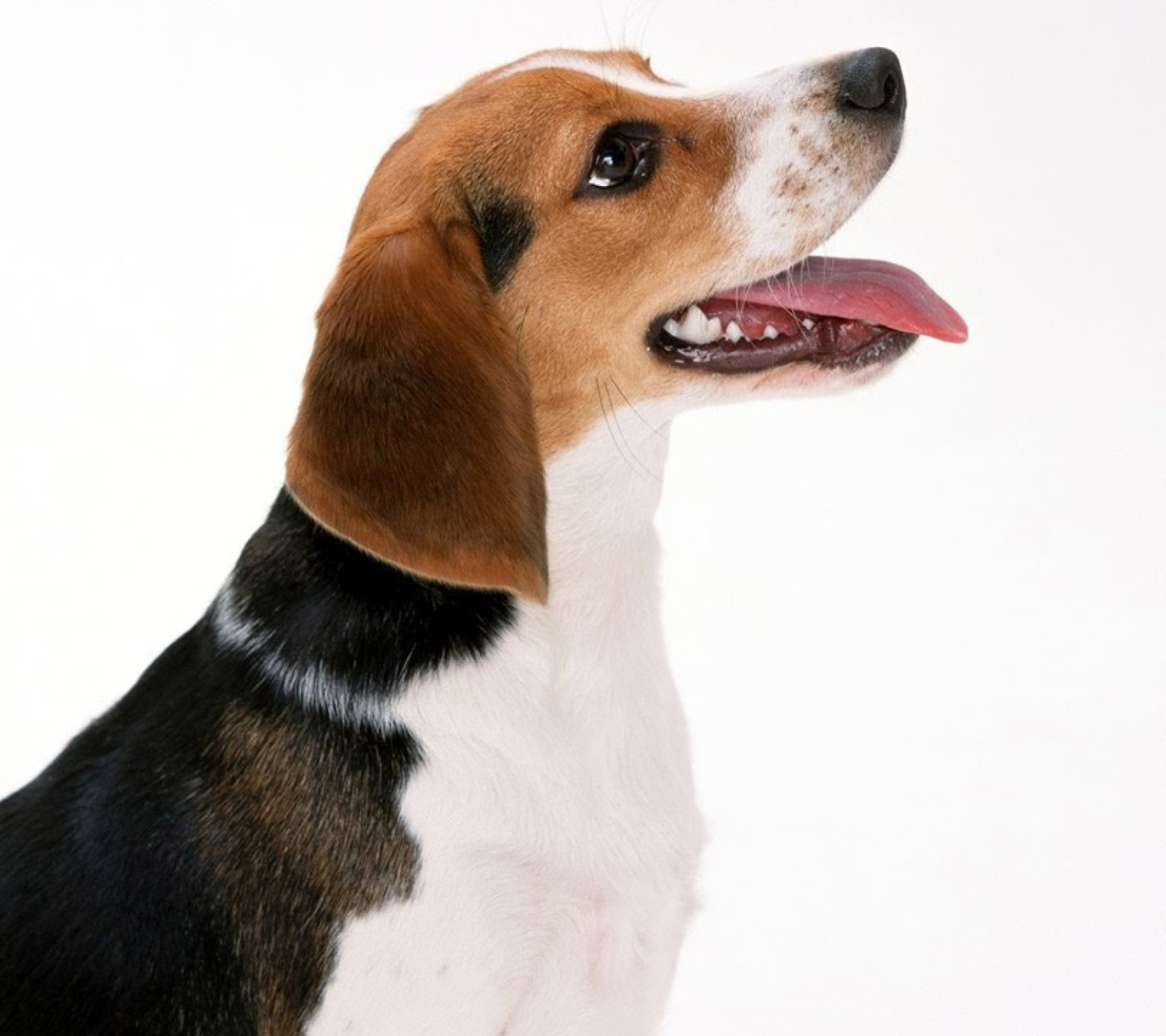 Das Artois Hound Dog Wallpaper 1440x1280