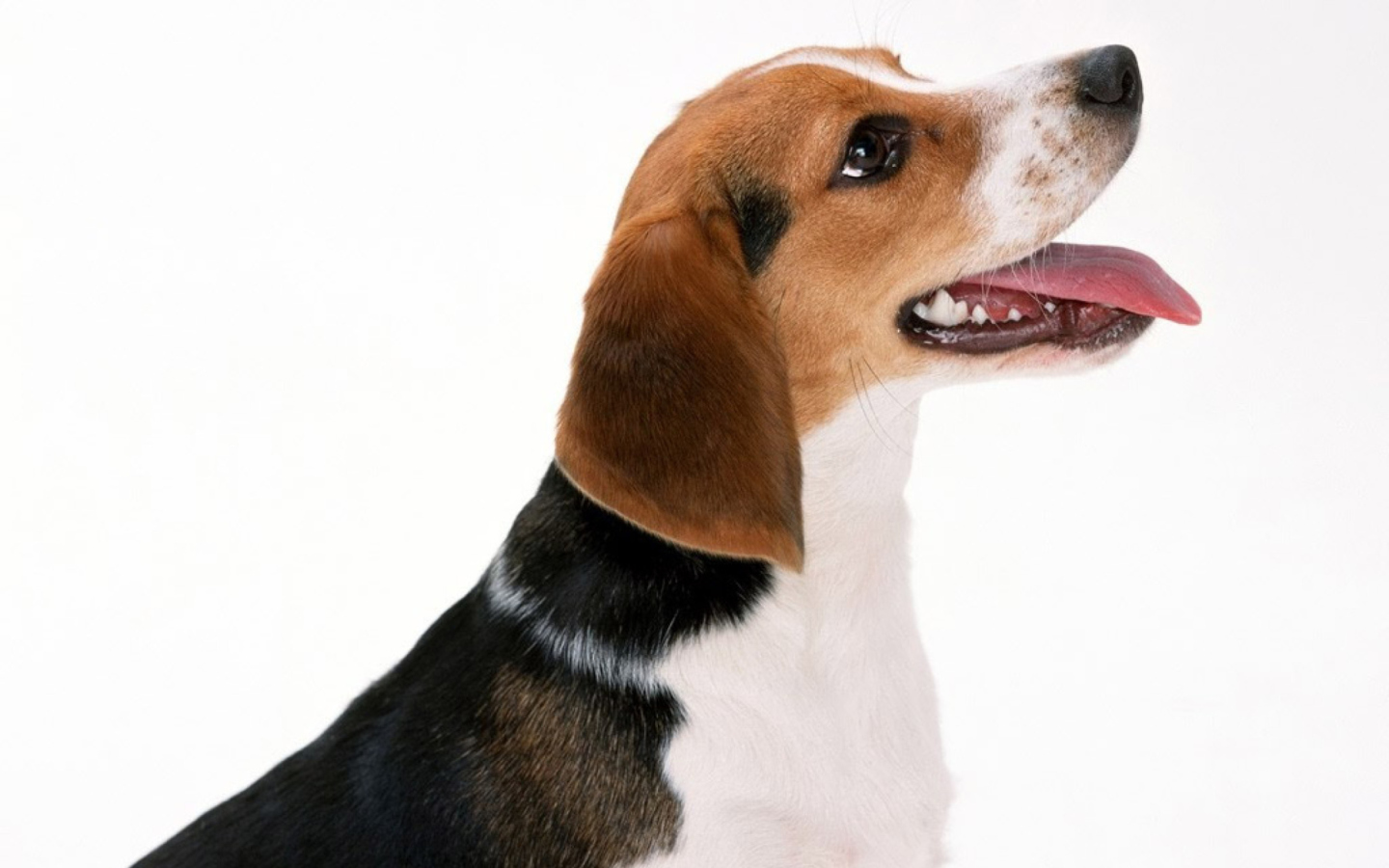Das Artois Hound Dog Wallpaper 1440x900